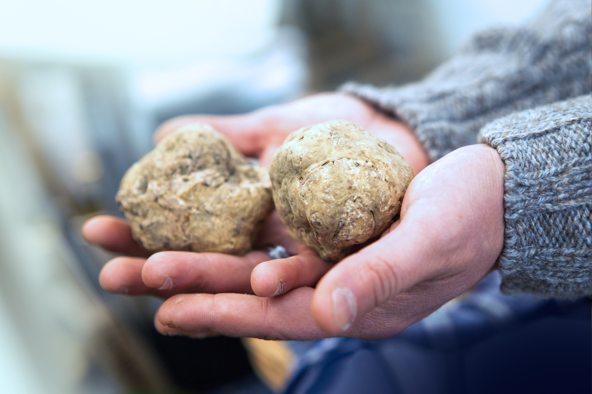 Truffes blanches ©Yamagiwa shutterstock