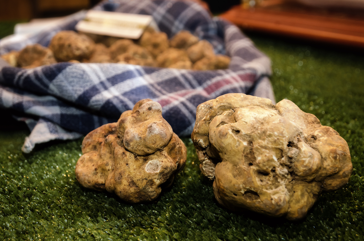 Truffes blanches d'Alba ©Alessandro Cristiano shutterstock