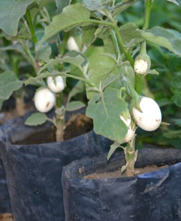 Aubergines blanches ©jegomezr CC BY-NC-SA 2.0