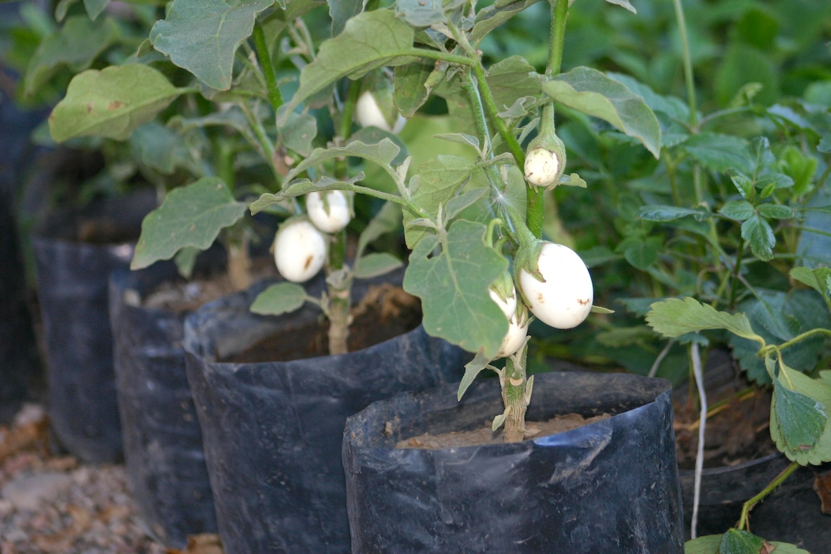 Aubergines blanches ©jegomezr CC BY-NC-SA 2.0