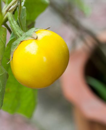 Aubergines jaunes ©sayan putti shutterstock