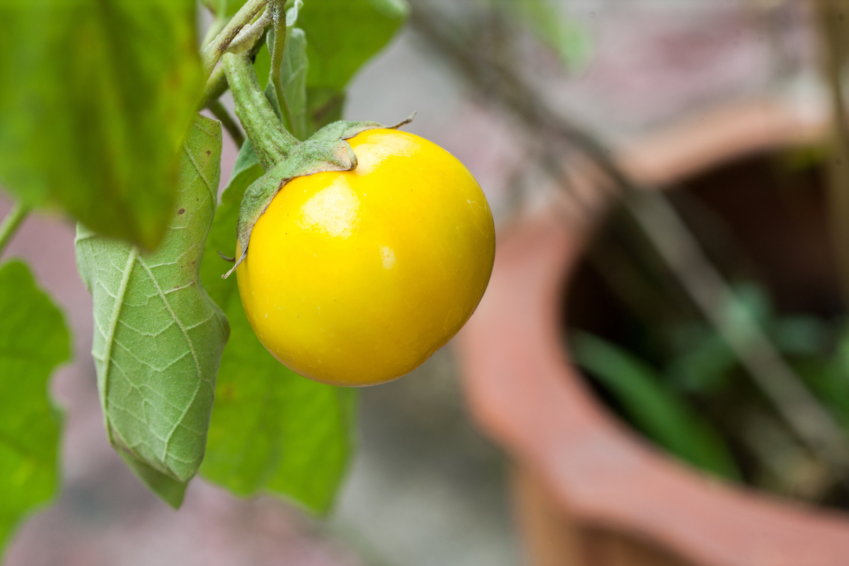 Aubergines jaunes ©sayan putti shutterstock