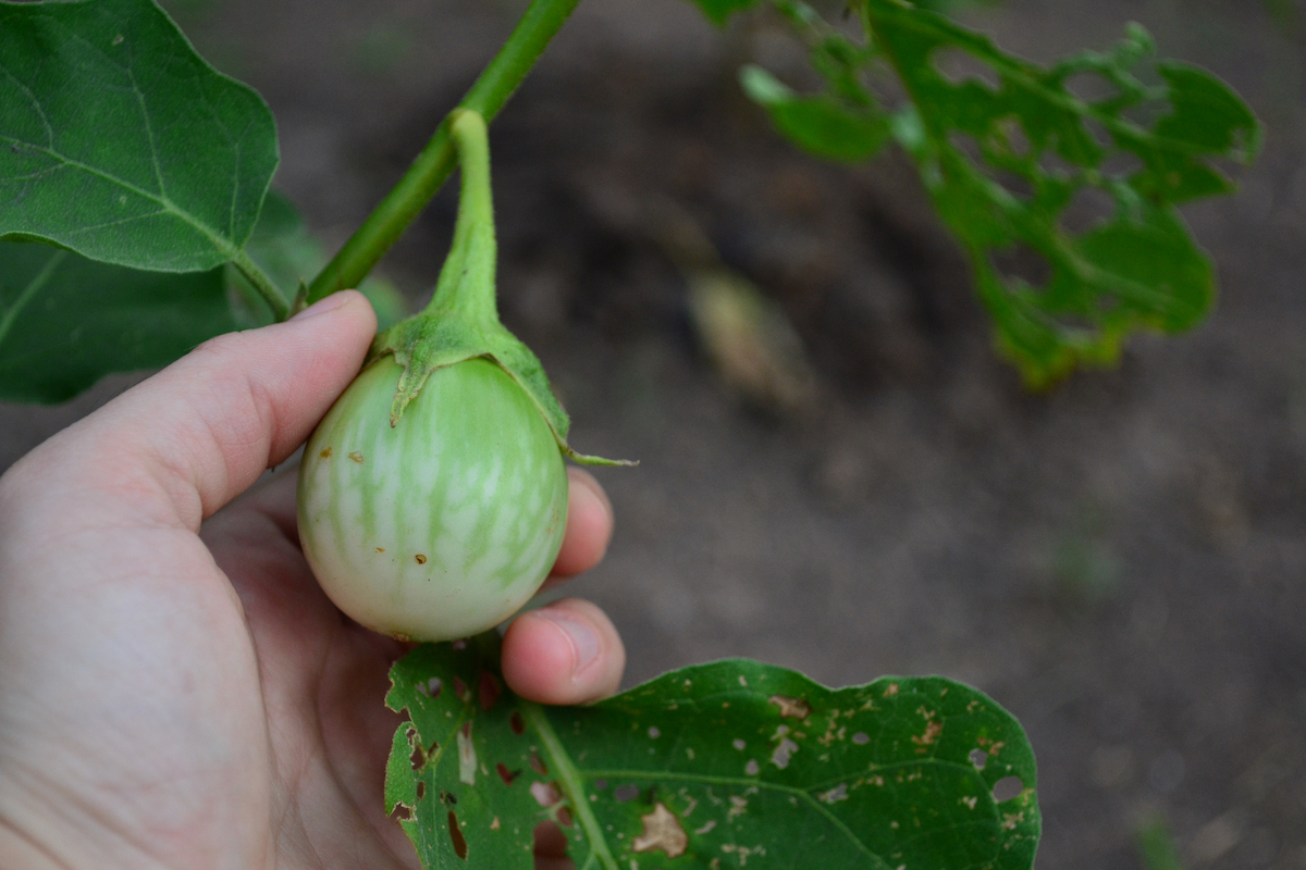 Aubergines rayées ©RJ22 shutterstock