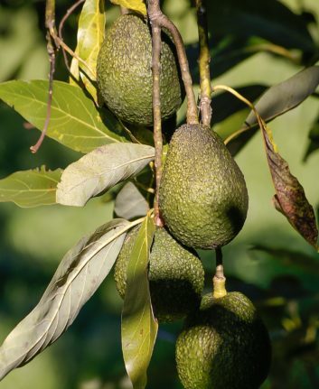 Avocats ©sandid CC0 Pixabay