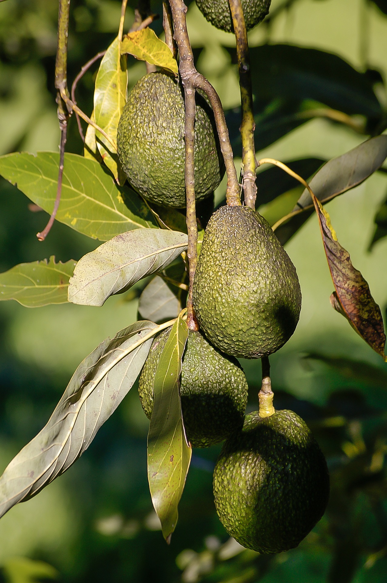 Avocats ©sandid CC0 Pixabay