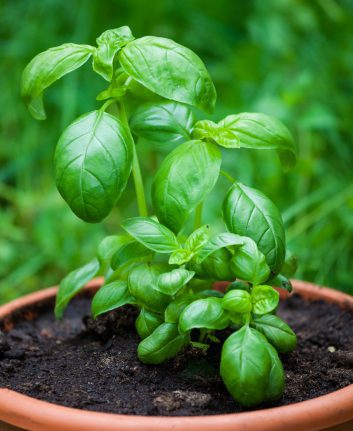Basilic ©Juhku shutterstock