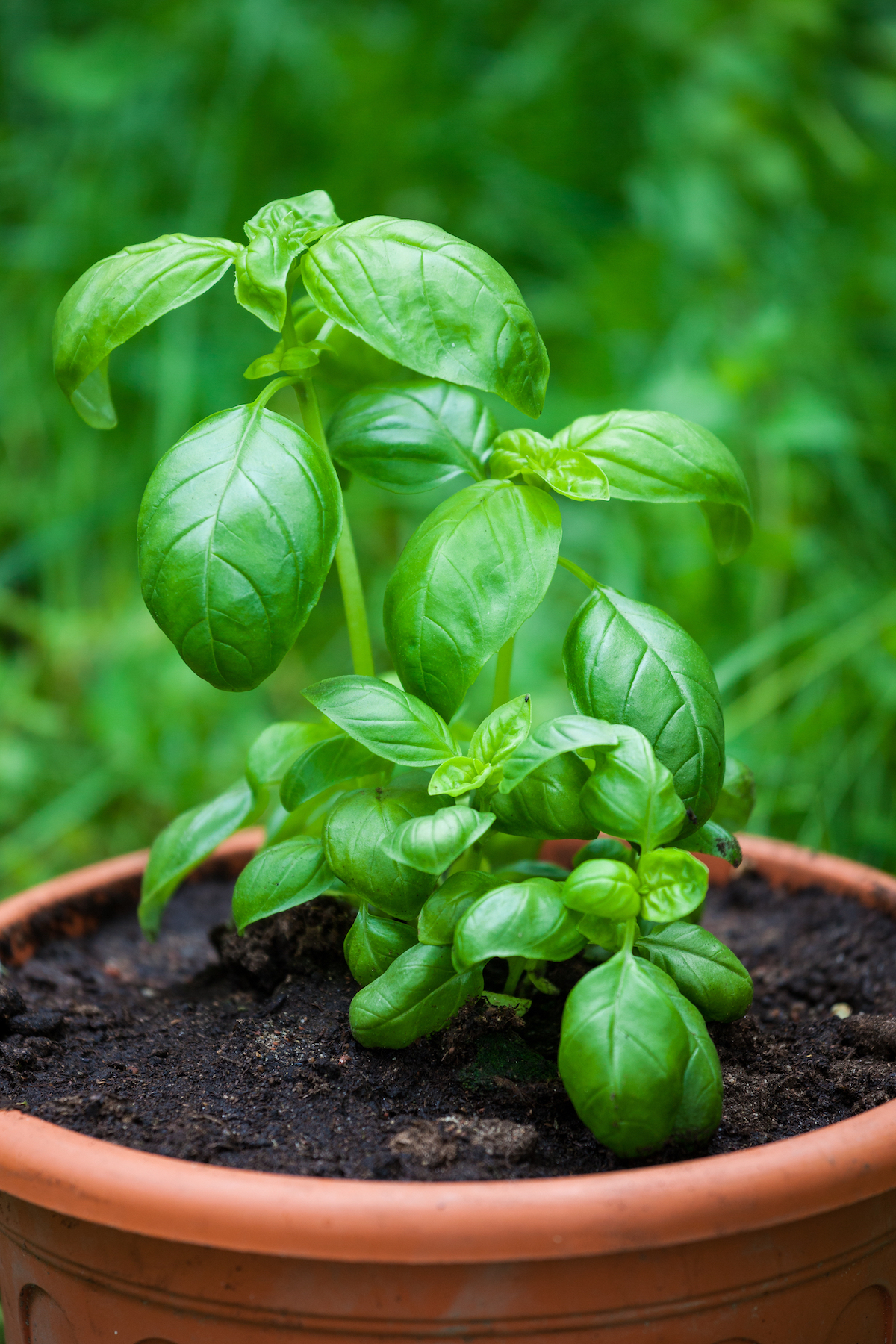 Basilic ©Juhku shutterstock