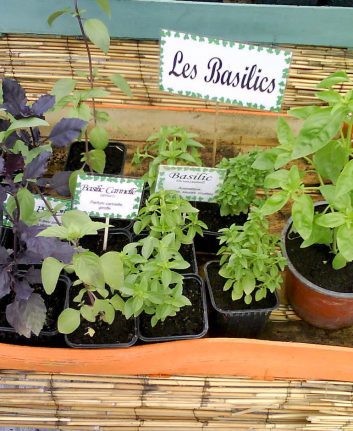 Basilic - différentes variétés