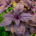 Basilic pourpre ©Bobkov Evgeniy shutterstock