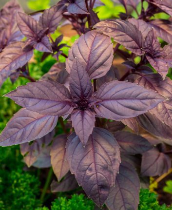 Basilic pourpre ©Bobkov Evgeniy shutterstock