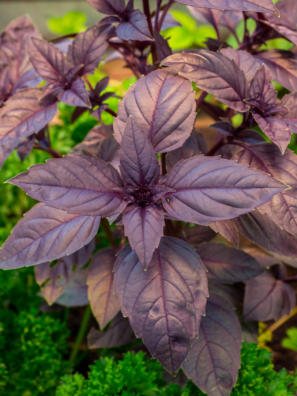 Basilic pourpre ©Bobkov Evgeniy shutterstock