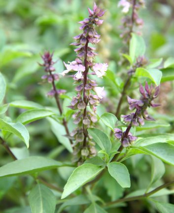 Basilic thaï ©Korrakit Pinsrisook shutterstock