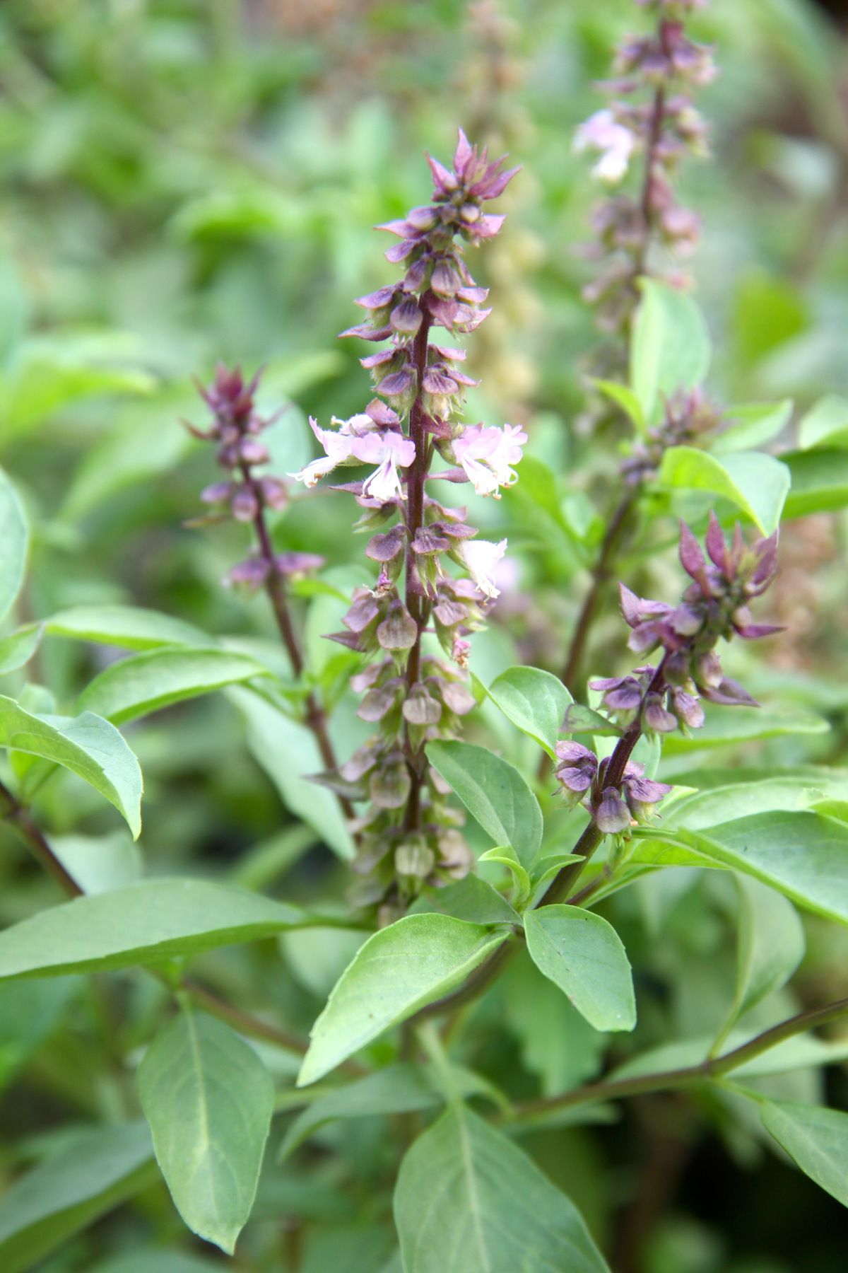 Basilic thaï ©Korrakit Pinsrisook shutterstock
