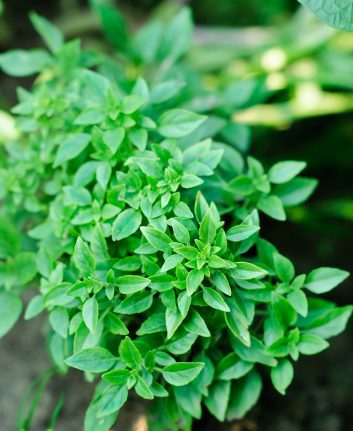 Basilic à petites feuilles ©Katerina Belaya. shutterstock