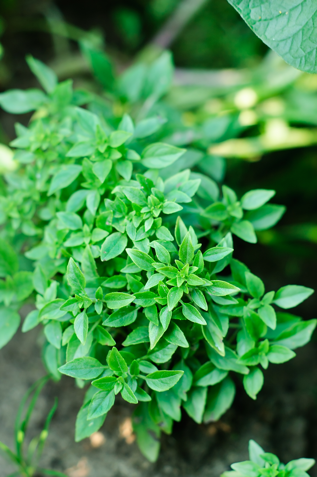 Basilic à petites feuilles ©Katerina Belaya. shutterstock