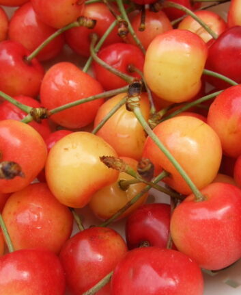 Cerises Napoléon