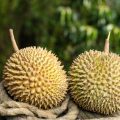 Durian ©Hendra+Su shutterstock