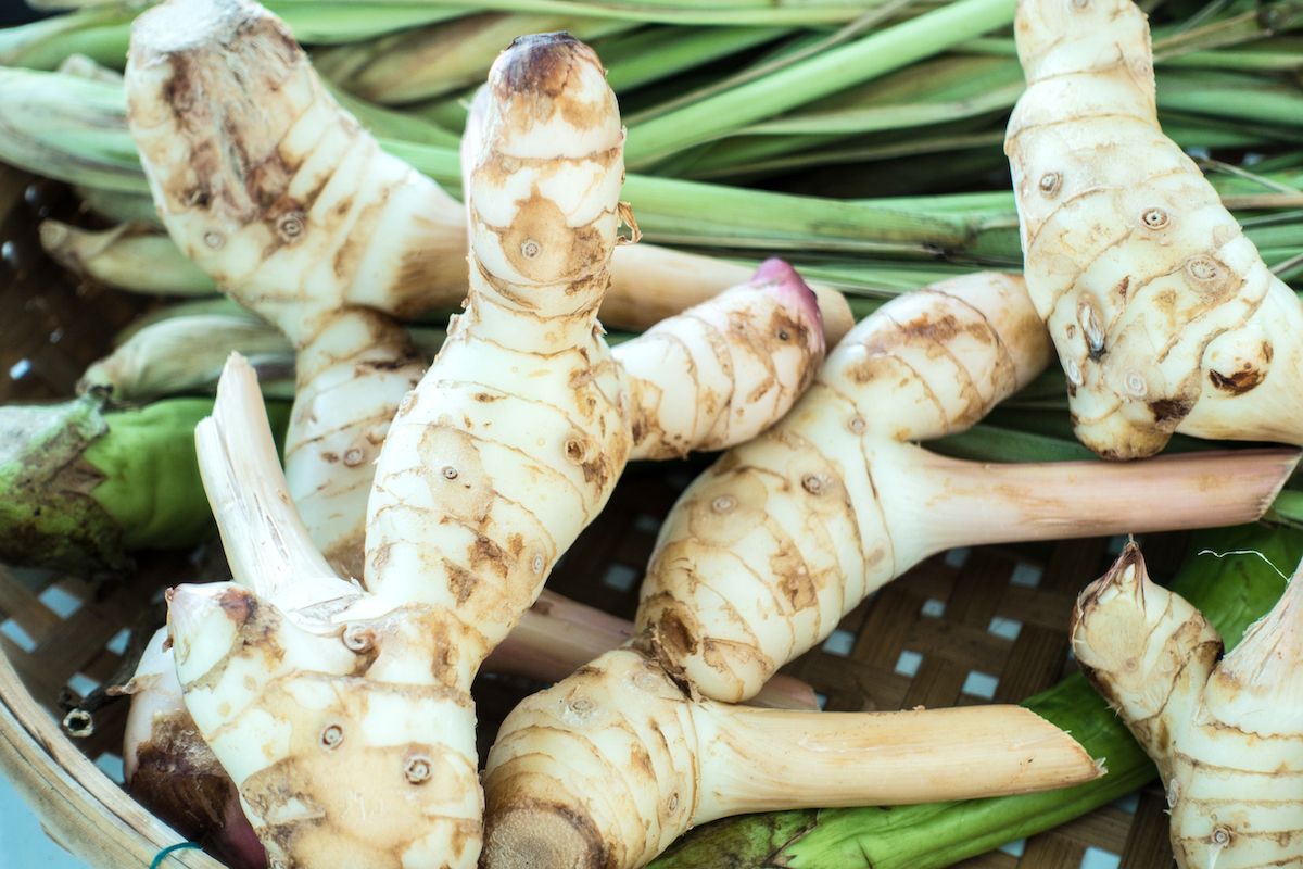 Galanga ©Wor_K_Simkul. shutterstock