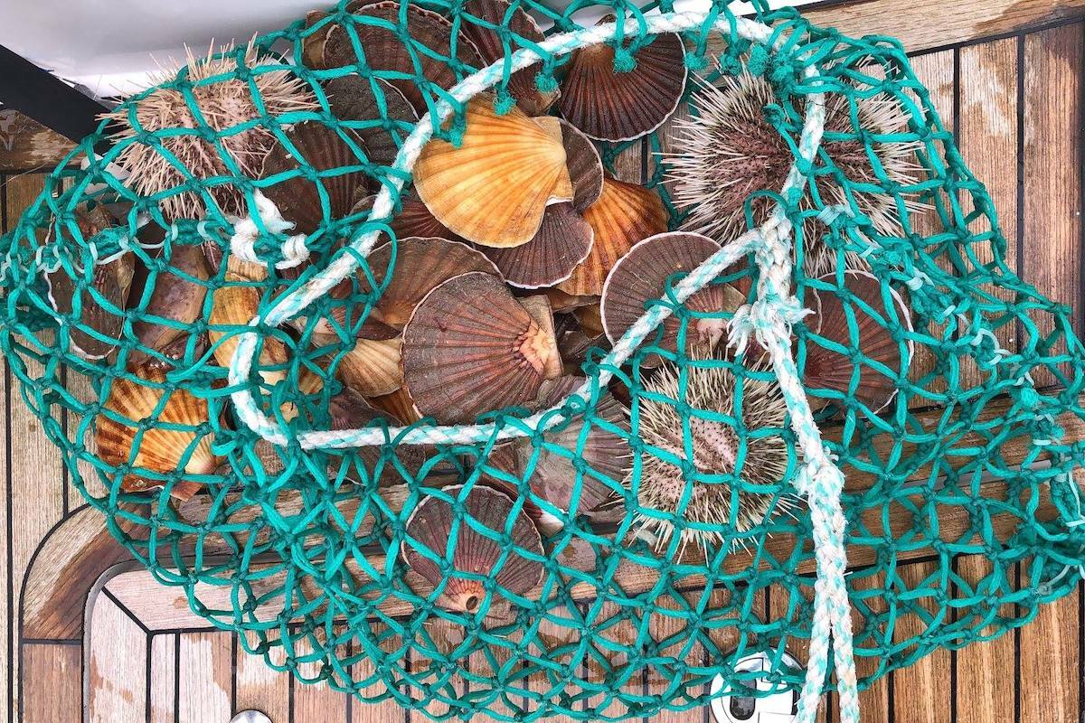 Saint Jacques ©Seafood from Norway