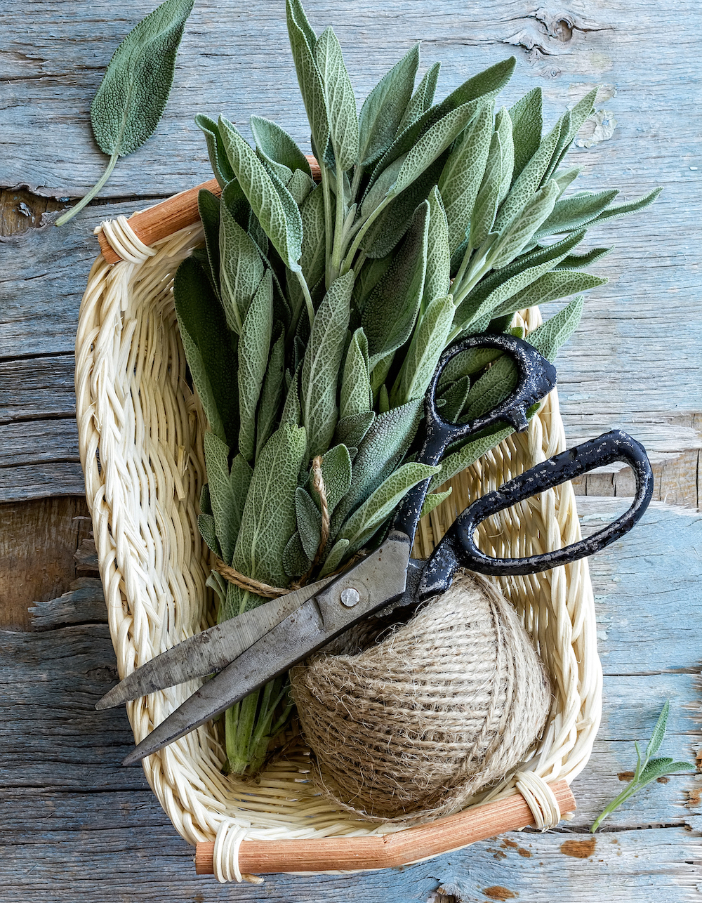 Sauge © Sunny Forest shutterstock