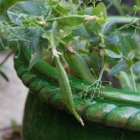 Potager de balcon - Second catégorie Junior