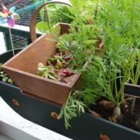 Potager de balcon - Vainqueur catégorie Adultes