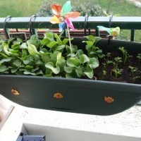 Potager de balcon - Second catégorie Adultes