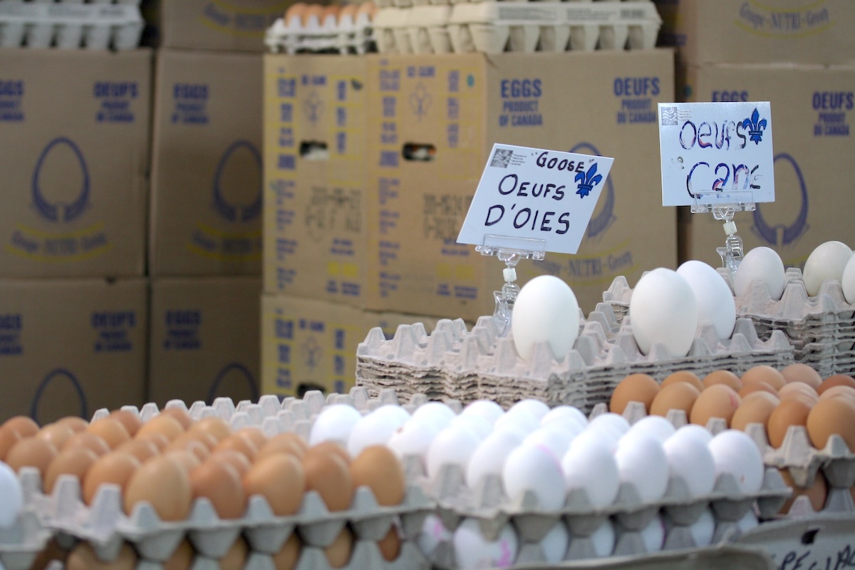 Oeufs d'oie ©Danielle Scott CC BY-SA 2.0