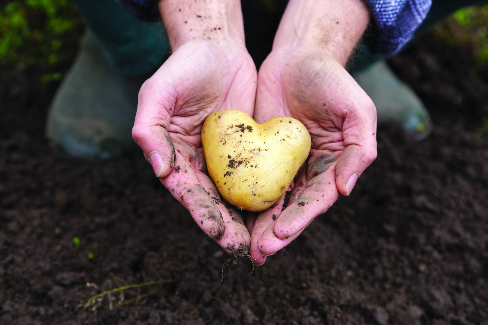 Pommes de terre en forme de coeur ©Doreoc