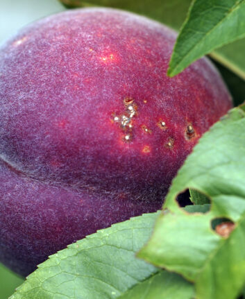 Pêche de vigne ©INRA, Jean Weber Licence CC BY 2.0