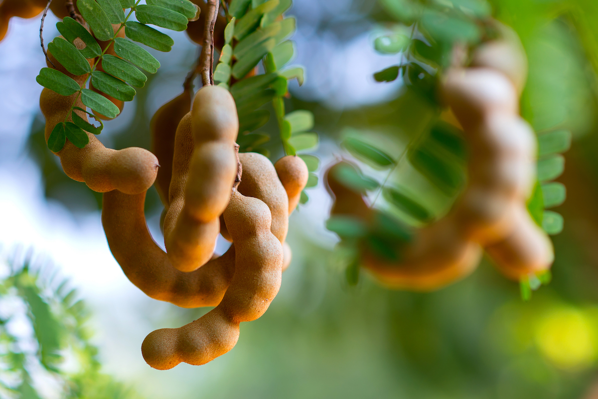Tamarinier arbre tropical produisant les gousses de tamarin