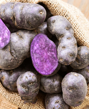 Vitelotte © PosiNot shutterstock