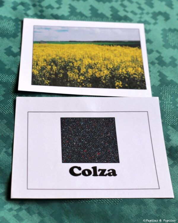 Colza