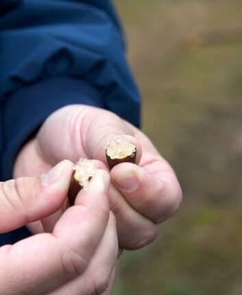 Citron caviar ©Malcolm Manners CC BY 2.0
