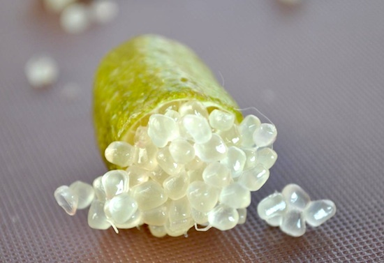 Citron caviar ©Susie Foodie - Licence CC BY-NC-ND 2.0