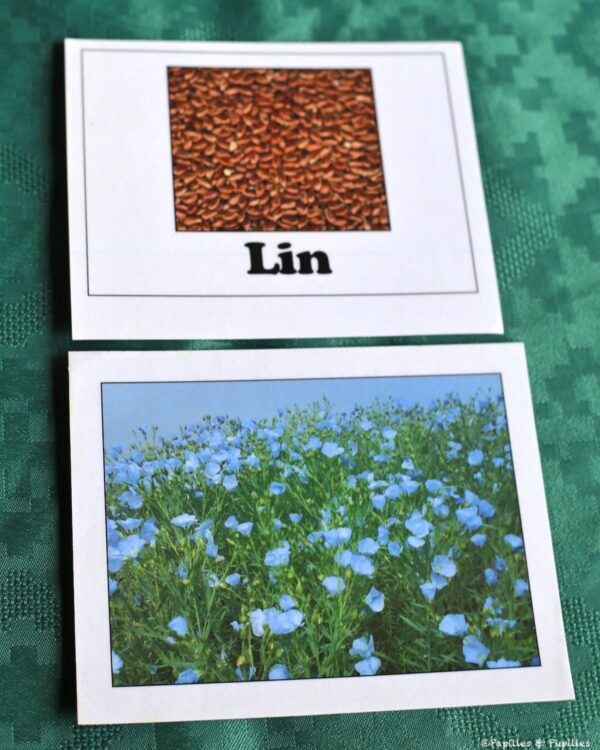 Lin
