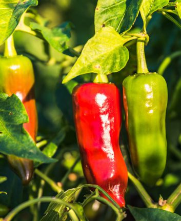 Piments d'Espelette ©Nel727 shutterstock