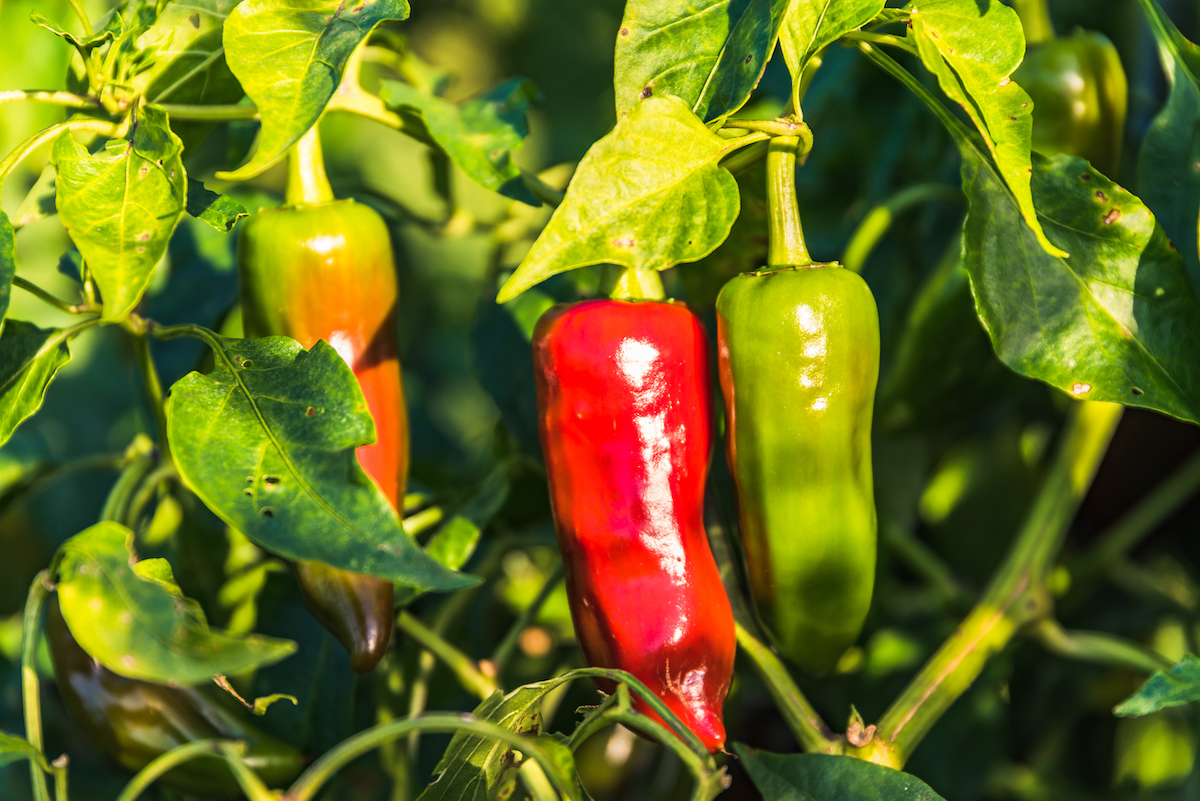 Piments d'Espelette ©Nel727 shutterstock