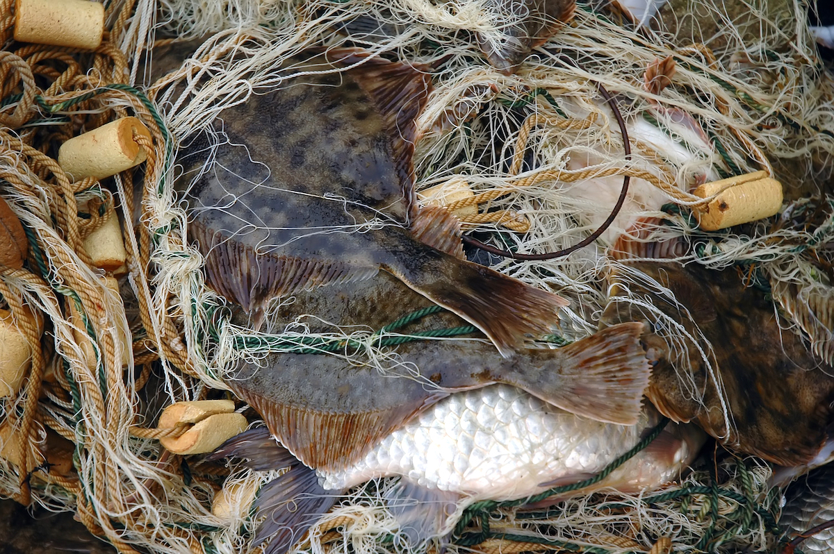Turbot (c) bbbb shutterstock