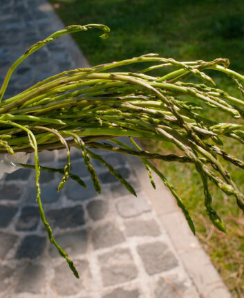 Asperges © eZeePics Studio shutterstock