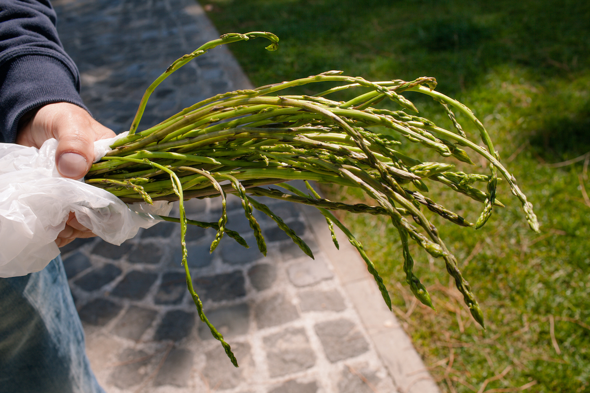 Asperges sauvages dans la main d'un cueilleur au printemps