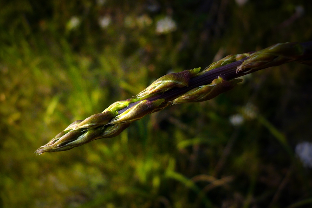 Tige d'asperge sauvage fraîchement cueillie