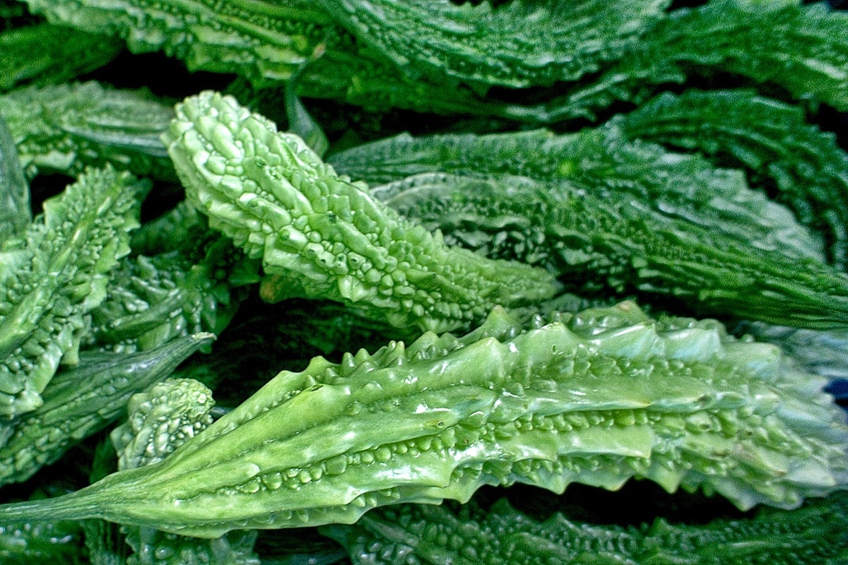 Concombre amer (margose) ©Miwok Domaine public