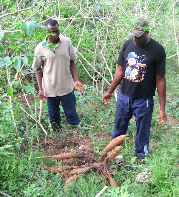 On déracine les racines de manioc ©Joel Abroad licence CC BY-NC-SA 2.0