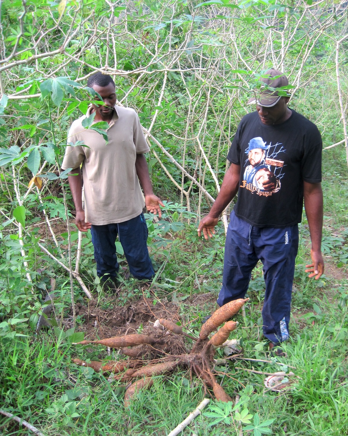 Racines de manioc © Joel Abroad CC BY-NC-SA 2.0