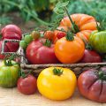 Tomates - Différentes variétés ©Candus Camera shutterstock