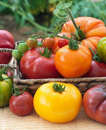 Tomates - Différentes variétés ©Candus Camera shutterstock