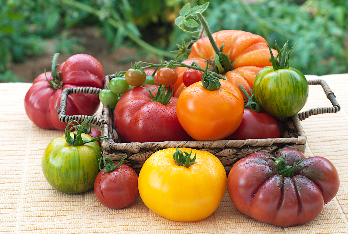 Tomates - Différentes variétés ©Candus Camera shutterstock