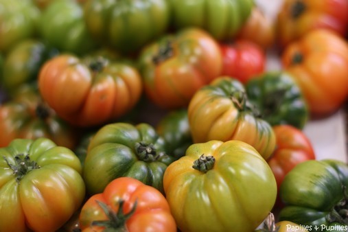 Tomates colorées