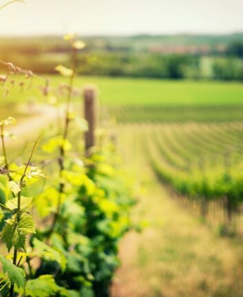 Vignes Bordeaux ©Ales Maze on Unsplash